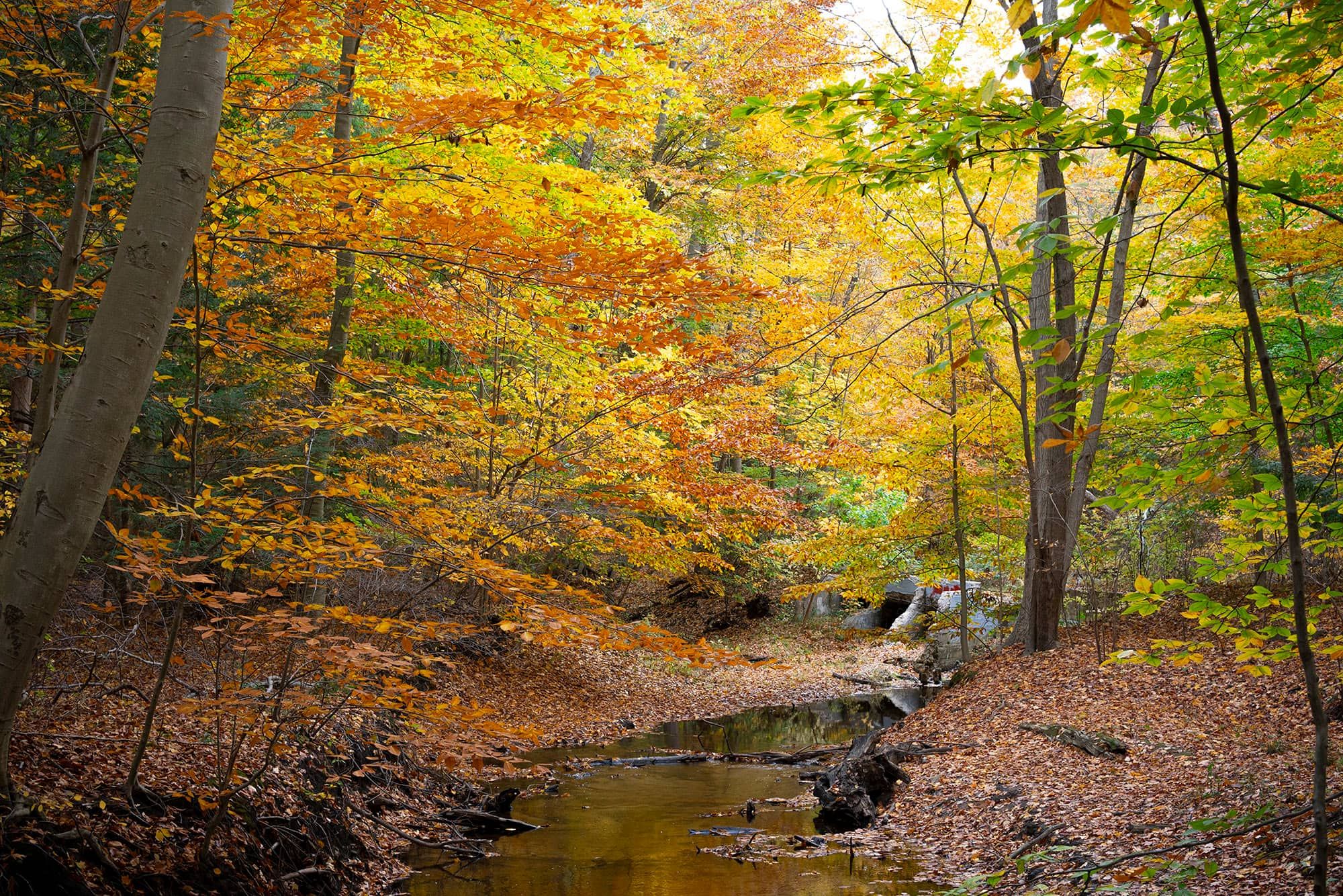 fall leaves in the middle of the woods
